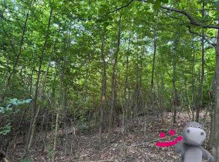 Prodej pozemku, les, 40 558 m²