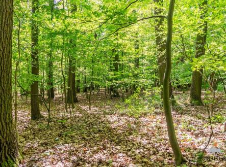 Prodej pozemku, les, 6 490 m²