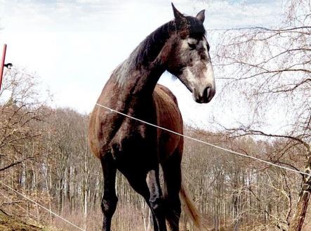 Prodej pozemku, trvalý travní porost, 6 348 m²