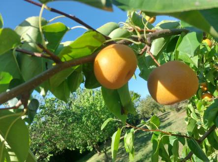 Prodej pozemku pro bydlení, 3 437 m²