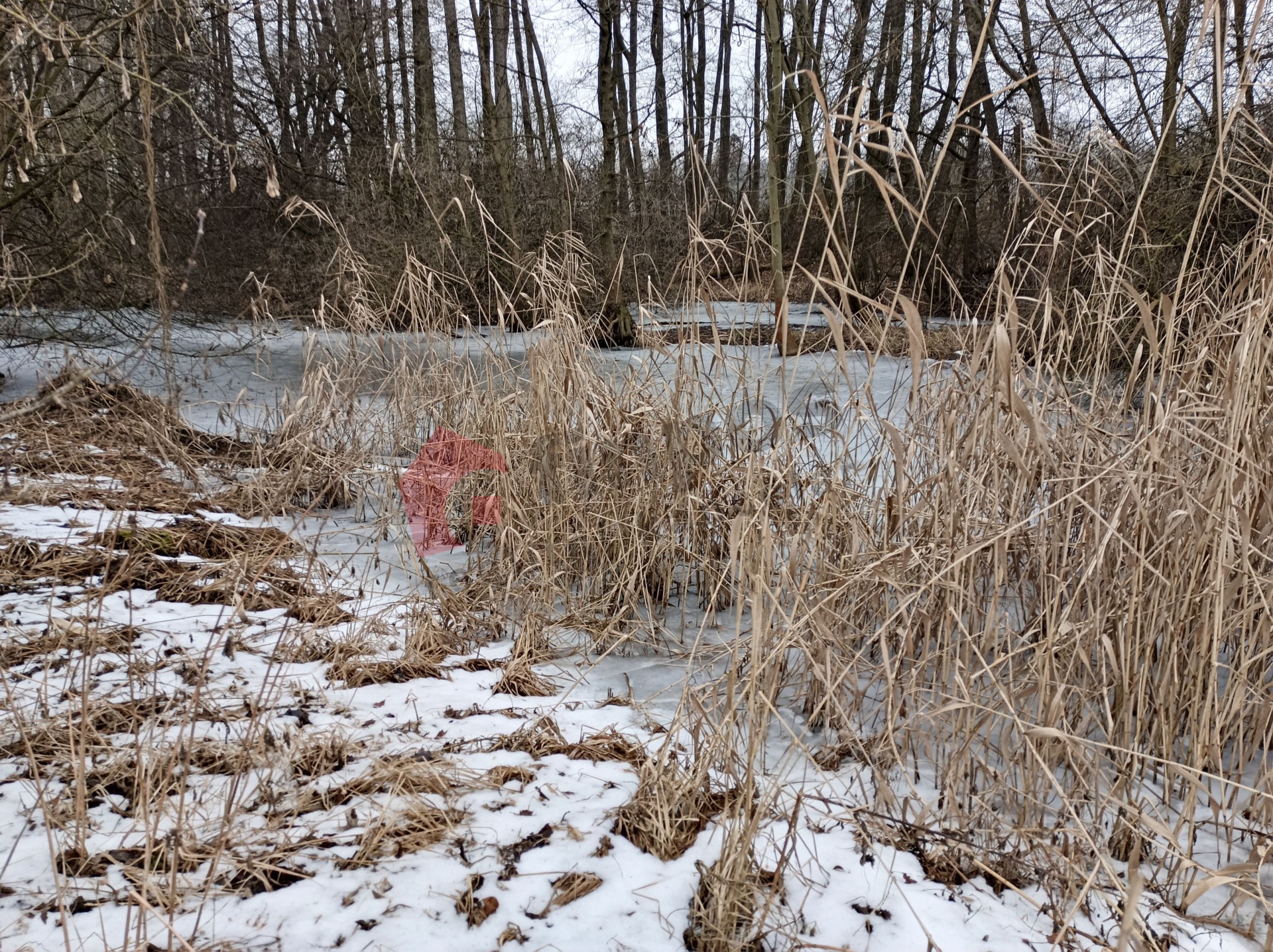 Prodej vodní plochy a lesního pozemku 23 278 m2, Vysoká nad Labem