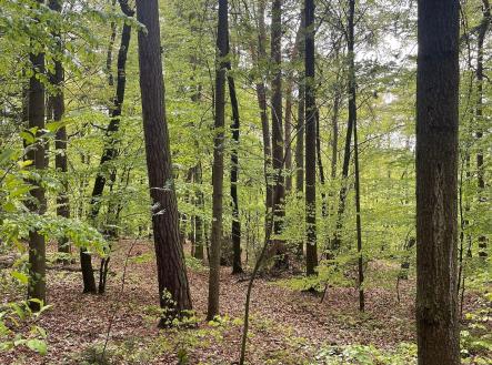 Prodej pozemku, les, 7 759 m²