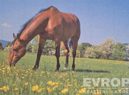 Prodej pozemku, zemědělská půda, 6 364 m²