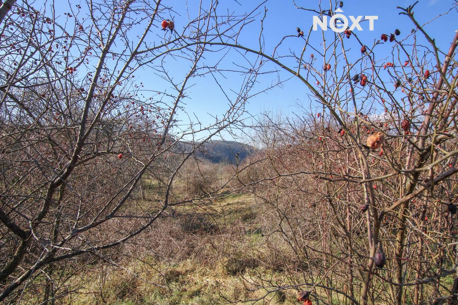 Pronájem pozemek Zahrada, 4956㎡