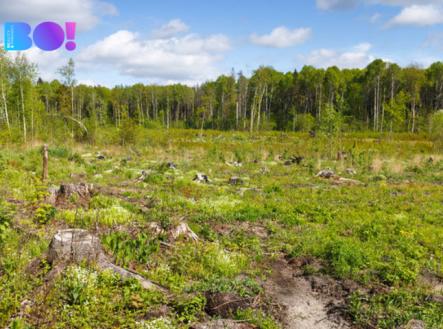 Prodej pozemku, les, 16 557 m² obrázek
