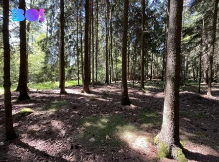 Prodej pozemku, les, 43 856 m²
