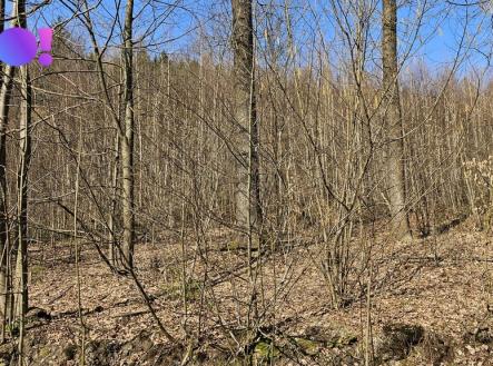 Prodej pozemku, les, 55 558 m²