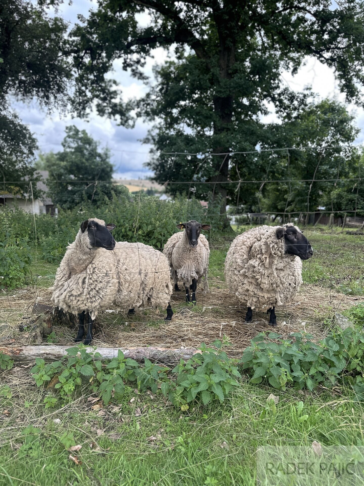 Prodej stavebního pozemku, 3 589 m2, Čečovice, okr. Plzeň-jih