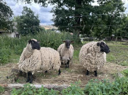 Prodej pozemku pro bydlení, 3 589 m²