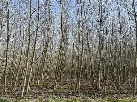 Prodej - pozemek, zemědělská půda, 59 227 m²