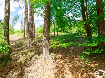 Prodej pozemku, les, 79 500 m²