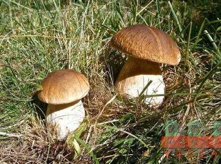 Prodej pozemku pro bydlení, 1 249 m²