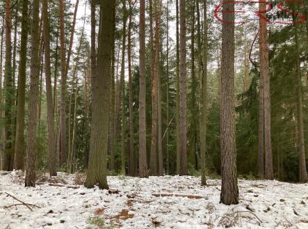 Prodej pozemku, les, 162 122 m²