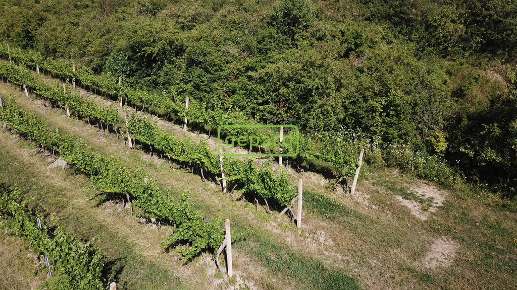 vinice-1.jpg