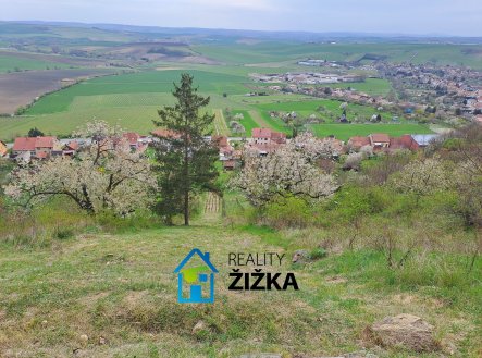 Prodej zahrady s vinicí CP 942 m², Viničné Šumice