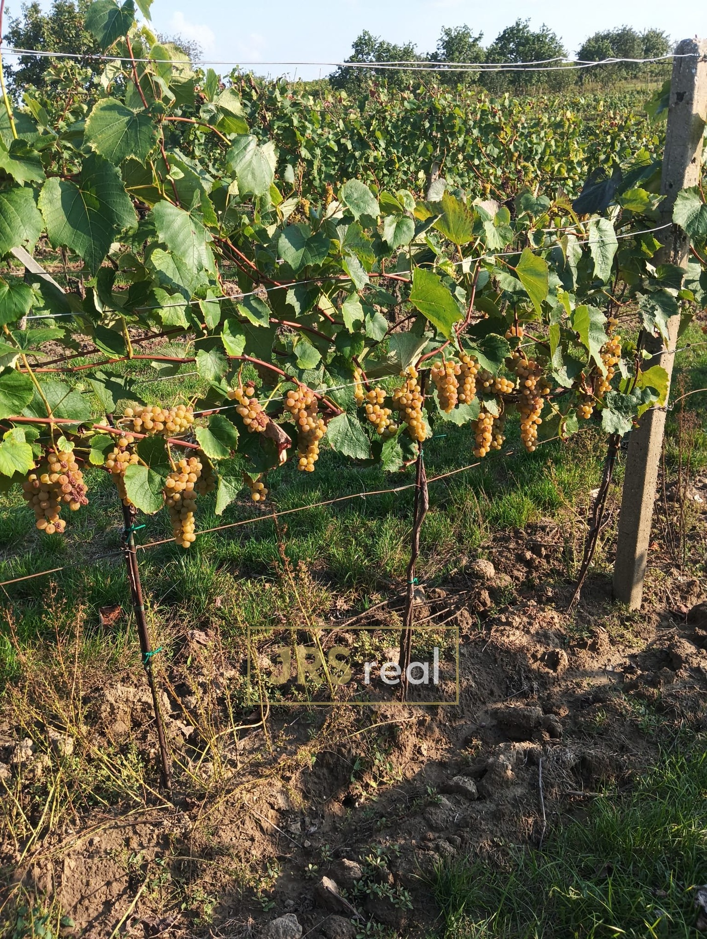 WhatsApp Image 2026-02-16 at 12.39.29 (2)