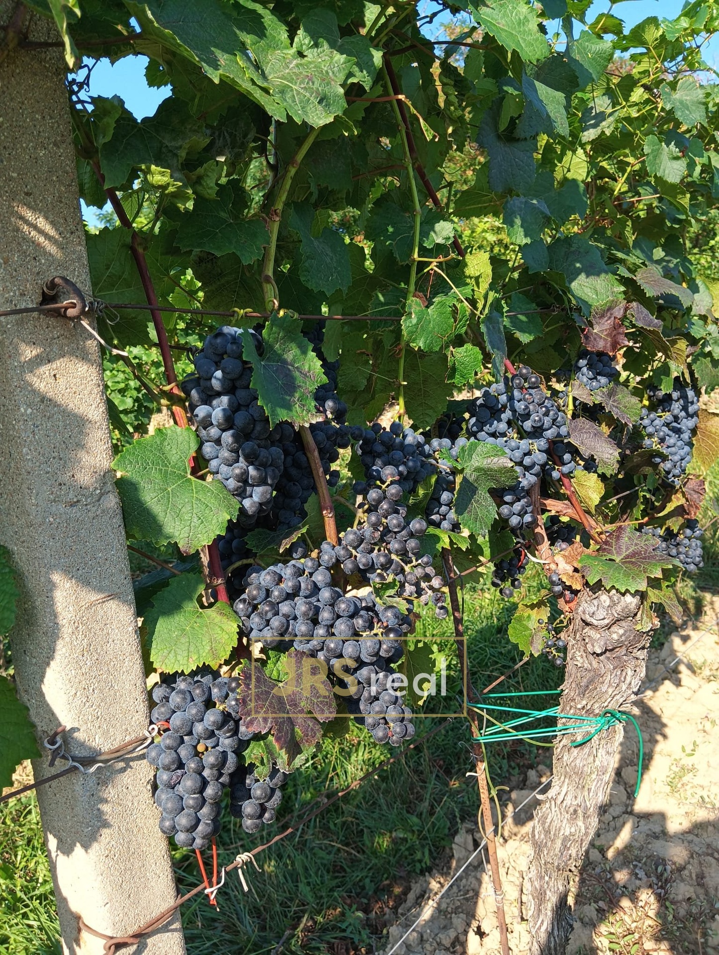 WhatsApp Image 2026-02-16 at 12.39.30 (5)