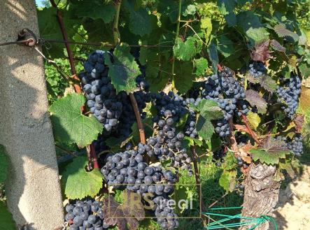 Prodej pozemku, ostatní, 3 399 m²