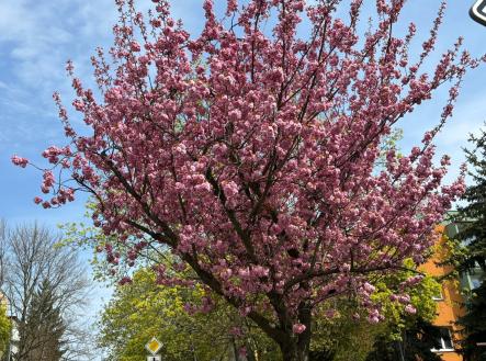 Prodej bytu, 4+1, 104 m²