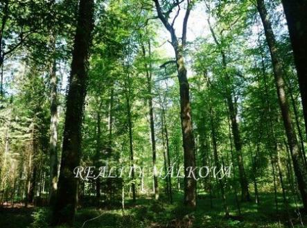 Prodej pozemku, les, 19 200 m²