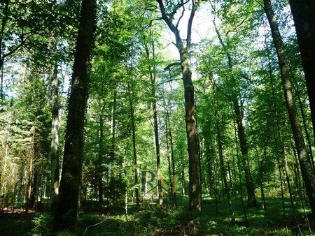 1.stredni-les-svycarsko.jpg-450x338