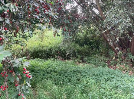 Prodej pozemku, ostatní, 438 m²