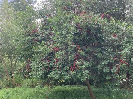 Prodej pozemku, ostatní, 438 m²