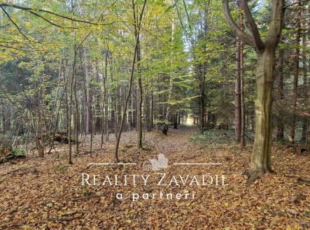 Prodej pozemku, les, 11 917 m²