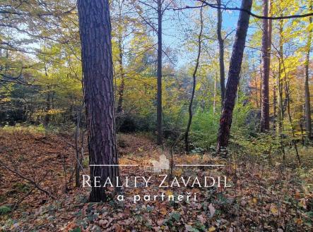 Prodej pozemku, les, 25 462 m²