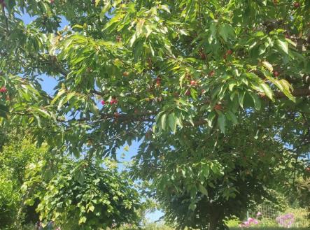 Prodej pozemku, zahrada, 356 m²