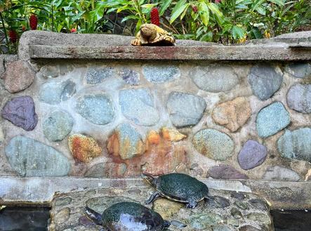 Villas at Pico Bonito