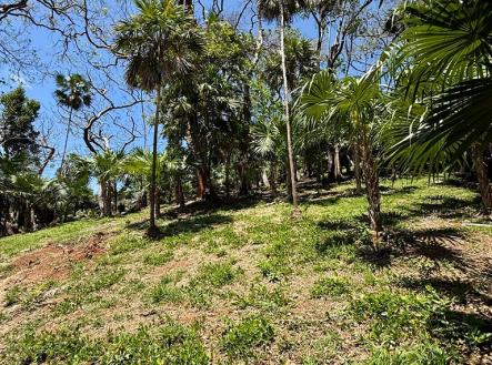 Atocha Lot 1&2 First Bight, Roatan