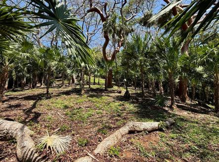 Atocha Lot 1&2 First Bight, Roatan