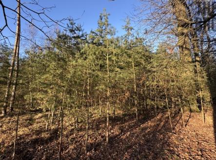 Prodej pozemku, les, 8 225 m²