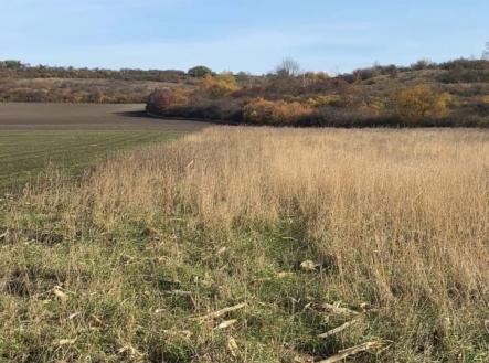 Prodej pozemku, zemědělská půda, 2 534 m²