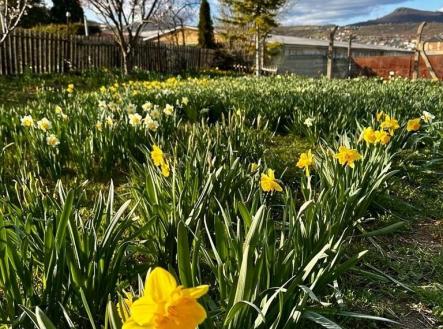 Prodej pozemku, zahrada, 888 m²