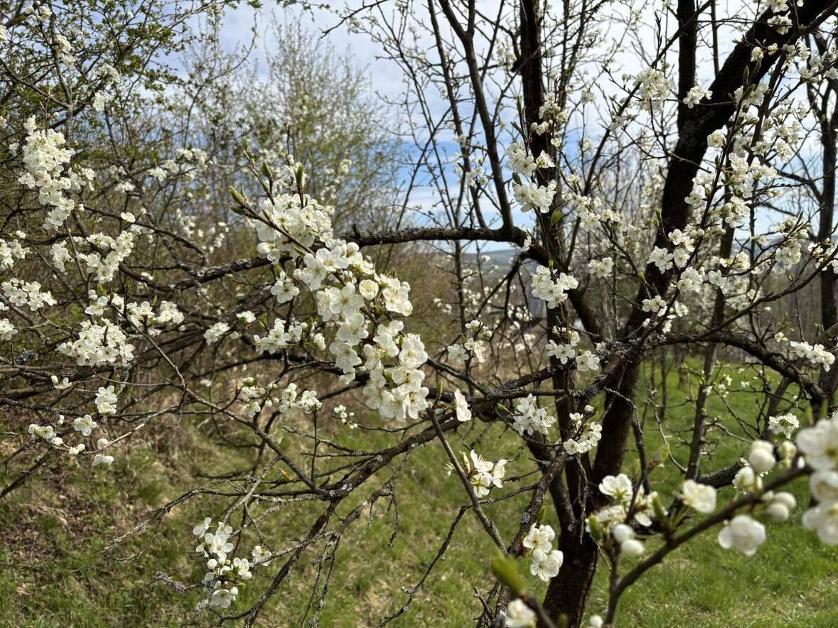 Prodej zahrady v brodských Vinohradech