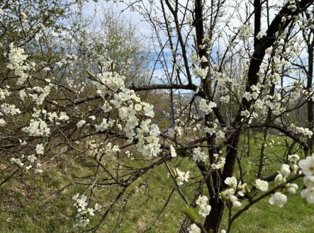 Prodej pozemku, zahrada, 581 m²