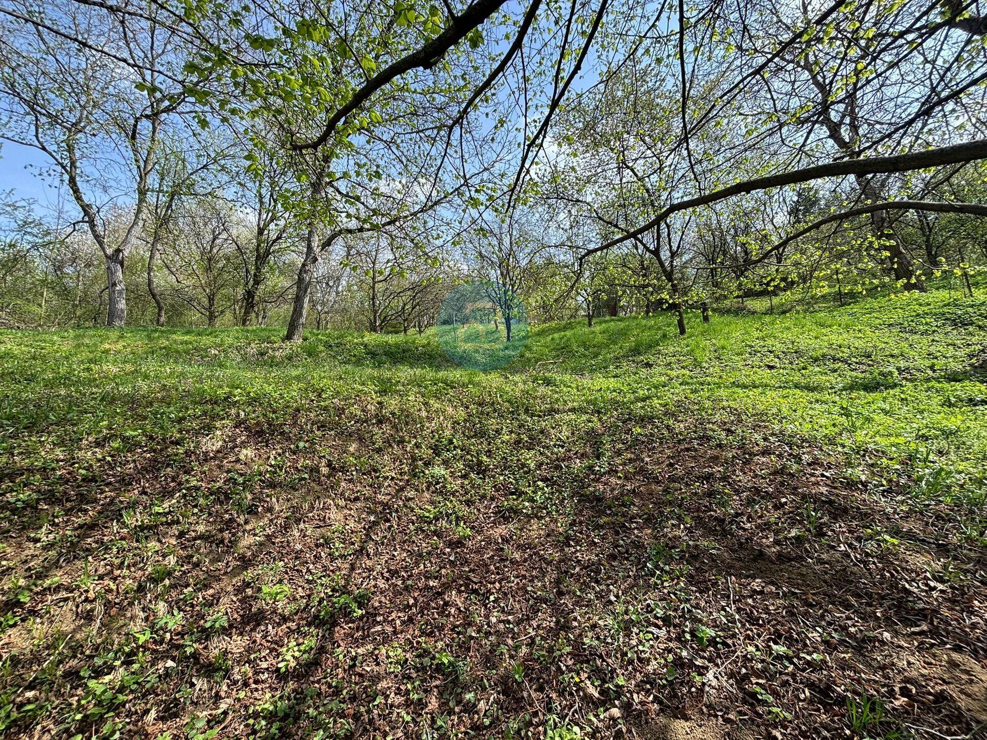Prodej zahrady v brodských Vinohradech