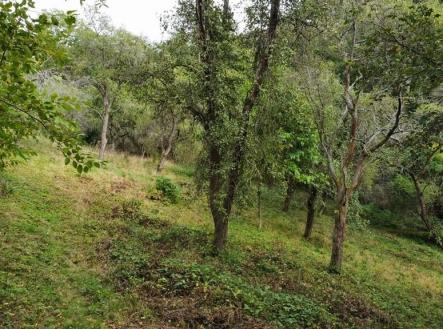 Prodej pozemku, zahrada, 1 984 m²