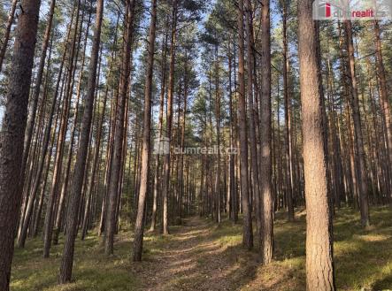 Prodej pozemku, les, 11 340 m²