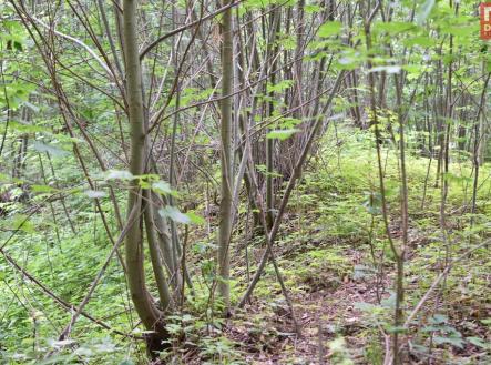 Prodej pozemku, ostatní, 4 584 m²